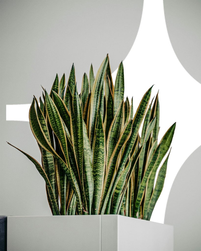 Modern office plant decor – snake plant in a sleek white planter at Sternberg & Co. Lawyer Israel
